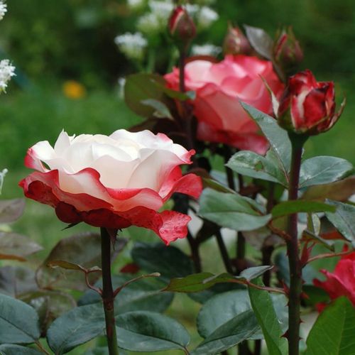 Shop - Rosa La Garçonne - weiß - rot - teehybriden-edelrosen - stark duftend - Hans Jürgen Evers - Wunderschöne Rose, glänzt jeden Tag in anderer Farbe, in Gruppen gepflanzt ist sie der Juwel des Gartens, langanhaltend blühend.